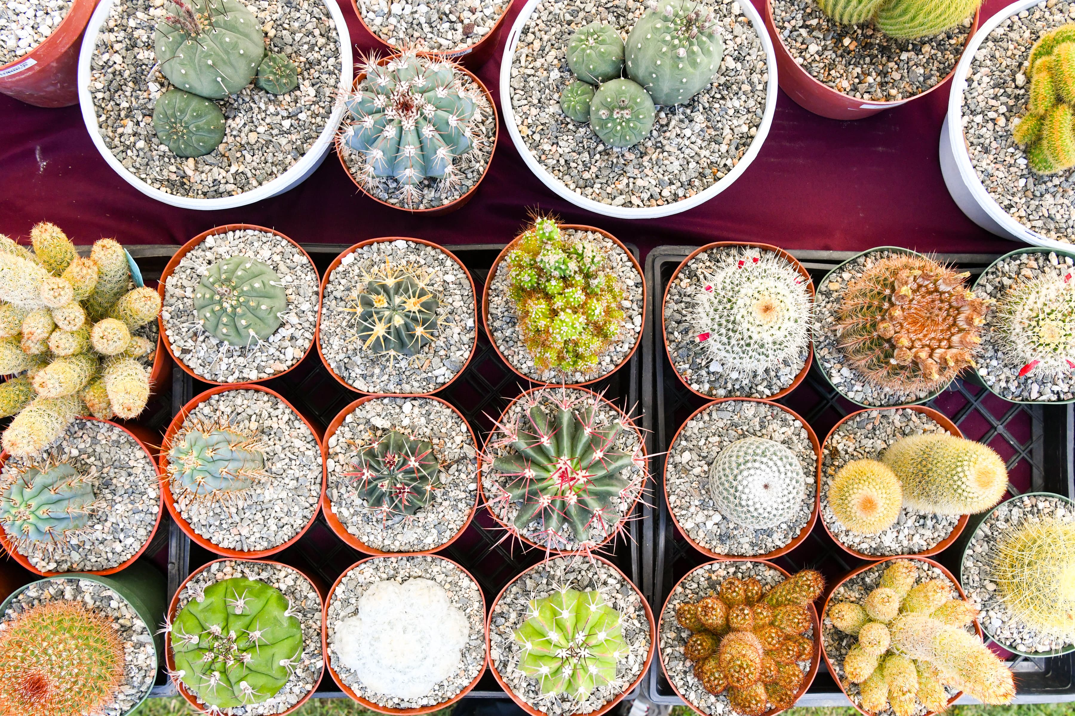 An overhead view of table filled with potted succulents.
