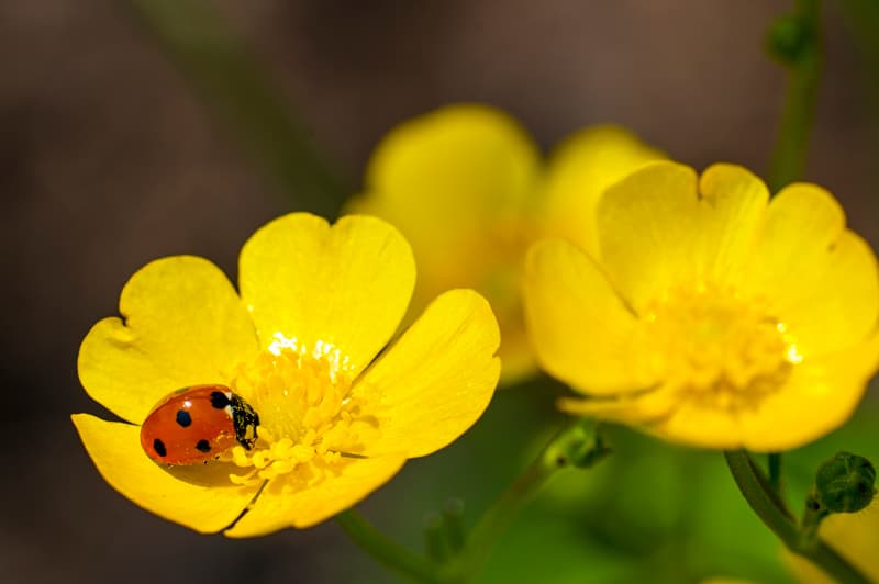 Ladybug on yellow flower
