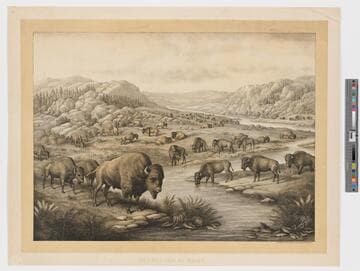 Buffaloes at rest