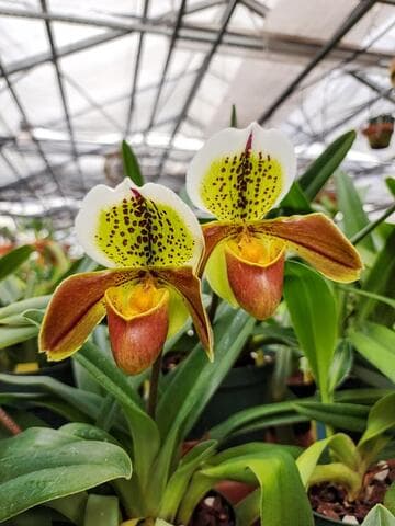 Paphiopedilum Weltz World