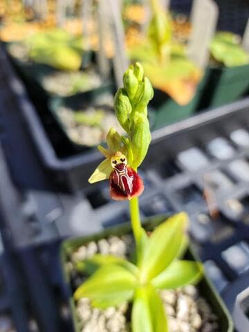Ophrys sphegodes ssp. aesculapii