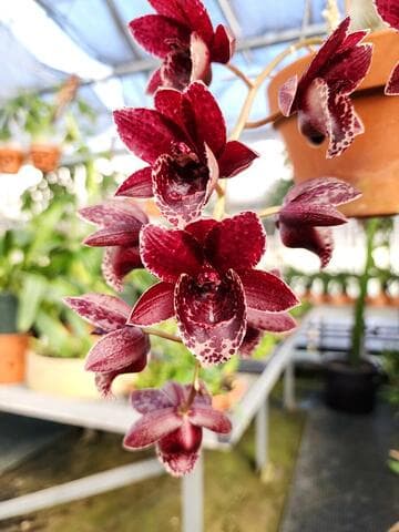 x Fredclarkeara Kelly Longley