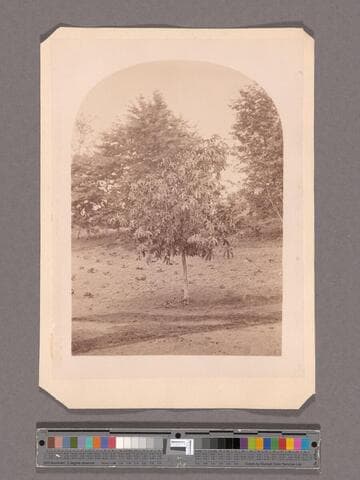 Castor Bean Tree, 10 months old, N.C. Carter, Esq., San Gab'l