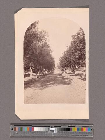 At the residence of L.J. Rose, Esq., Sunny Slope, San Gab'l