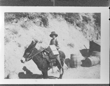 A Mexican mule skinner sitting on a mule