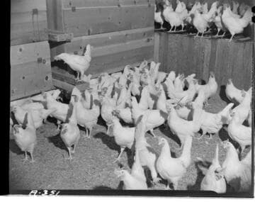 Laura Scudders' Puente ranch