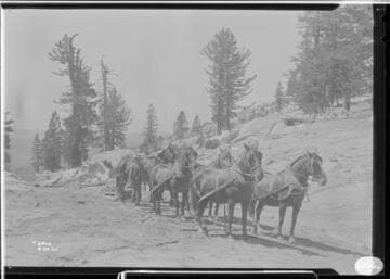 Big Creek, Florence Lake Dam - Sledding supplies to Camp 61c over Kaiser Pass with a horse