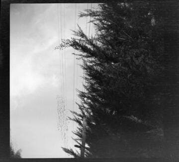 Vegetation growing too close to overhead power lines