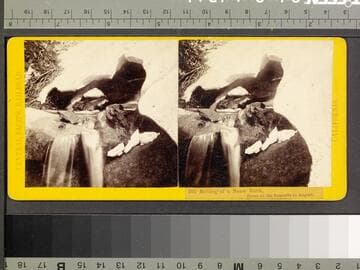 201. Melting of a Snow Bank, Scene on the Summits in August