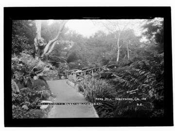 Fern dell, Griffith Park, Hollywood, Cal