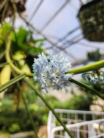 Cleisocentron merrillianum 'The Huntington's Alicia Baugh' HCC/AOS