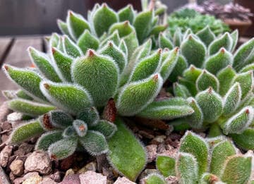 Echeveria 'Doris Taylor'