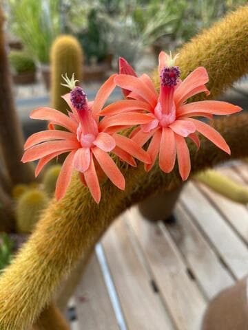 Cleistocactus winteri