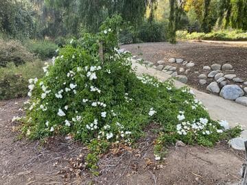 Pandorea jasminoides 'Alba'