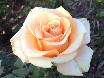 Rosa 'Marilyn Monroe'