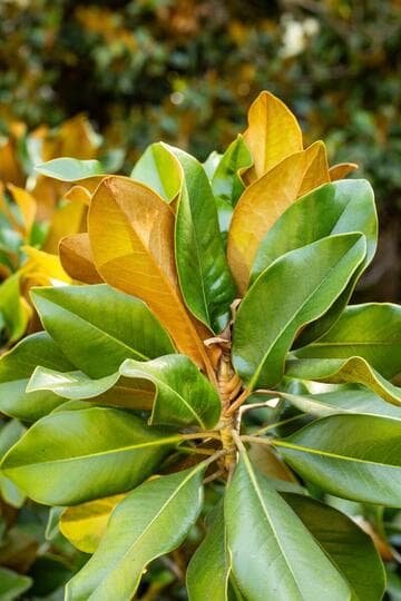 Magnolia grandiflora