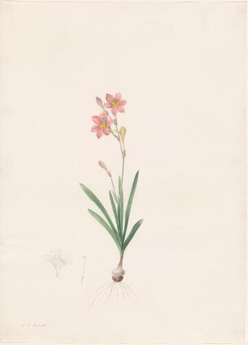Axe-bearing Tritonia Montbretia