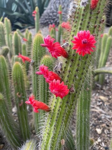 Borzicactus samaipatanus
