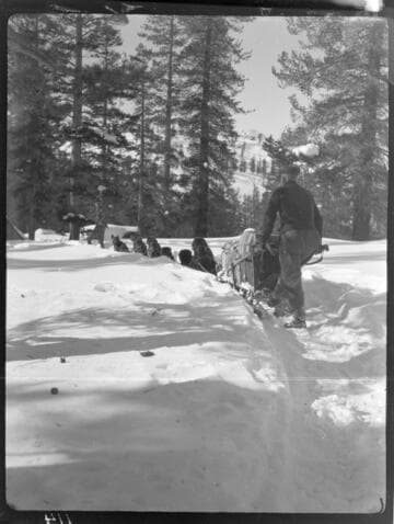 Dog team pulling sled trough snow away from camera [looks like Jerry Dwyer & and his team]