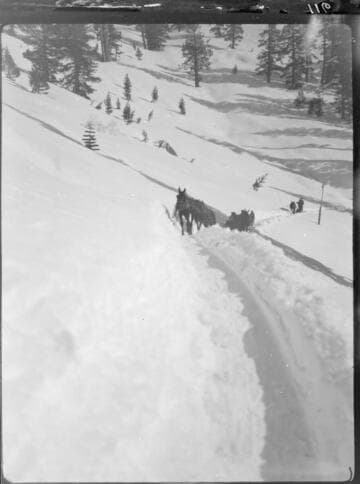 Mule teams pulling sleds up snowy path
