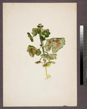[Leafy geranium stem with pencil sketch of flower head]