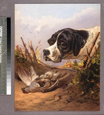 [Hunting dog looking at dead bird]