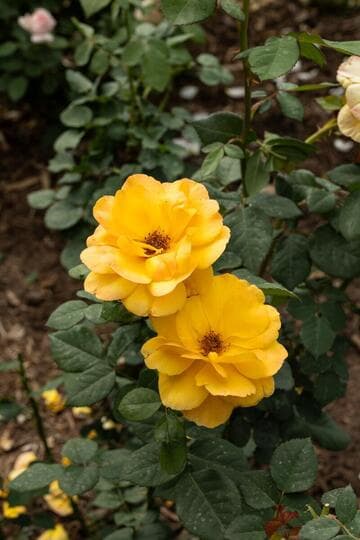 Rosa 'Good as Gold'