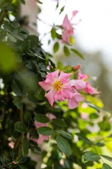 Rosa 'Pinkie'