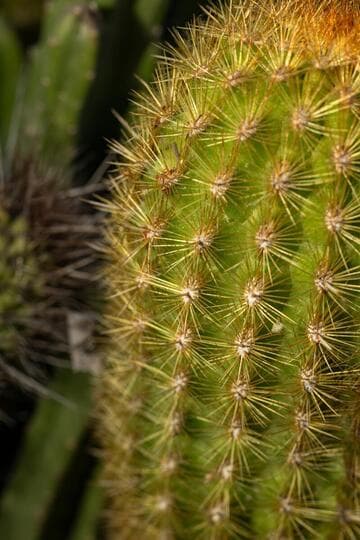 Borzicactus icosagonus ssp. humboldtii