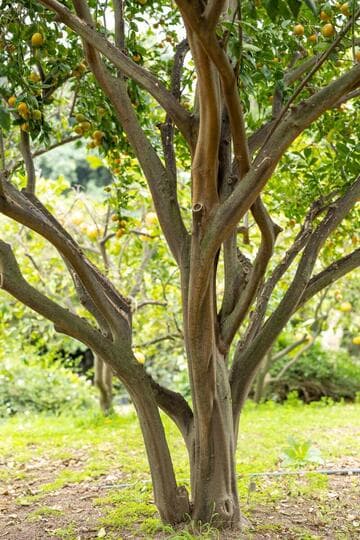 Citrus reticulata 'Pixie'