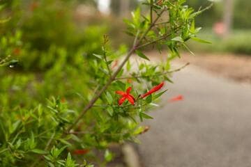 Anisacanthus quadrifidus var. wrightii [Mexican Fire™]