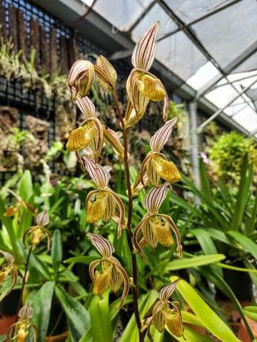Paphiopedilum randsii 'Huntington's Bean Stalk' HCC/AOS