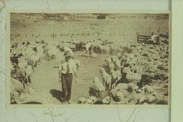 The government inspector at the sheep buying at Tuba Bridge, Cameron