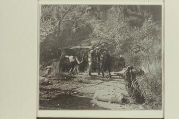 Our Camp in Shinumo Canyon