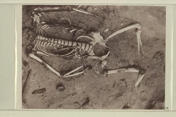 The skeleton above Paradise Canyon