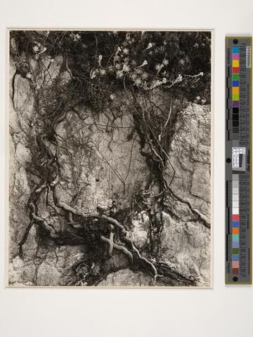 Roots and Stone-crop, Carmel Highlands