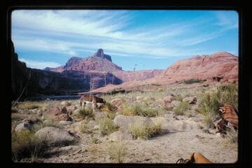 Burro up to Sixty Mile Point