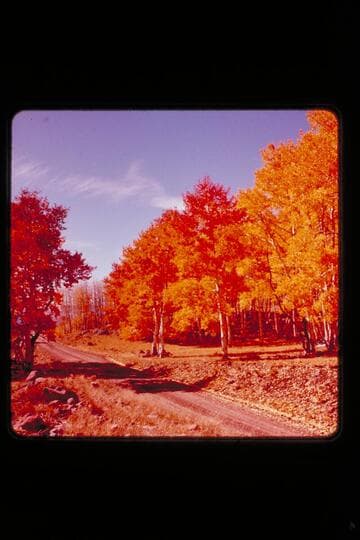 Fall foliage; upper Water pocket