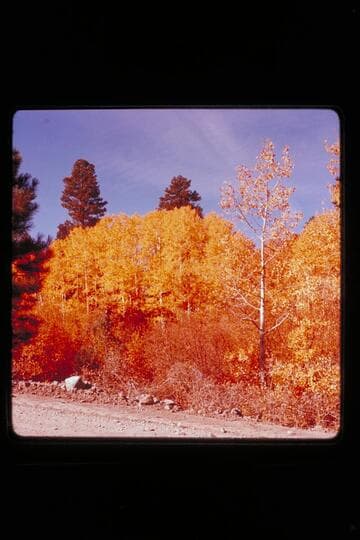 Fall foliage; upper Water pocket