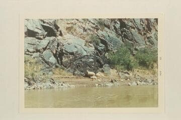 Domestic sheep in Westwater Canyon