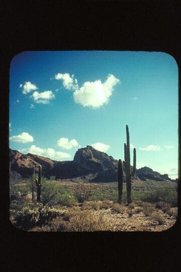 Camelback Mountain and Saguro cactus