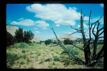 In Horseshoe Canyon; Horsethief Trail