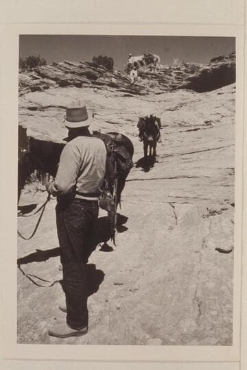 Leading stock into Lehi Canyon which is the northeast fork of Anasazi Canyon