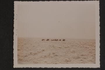 Buffalo in House Rock Valley on the Marble Canyon Platform