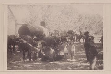 Resting the cattle at either Tropic or Cannonville.  Hauling boilers and pumps to Lees Ferry