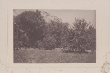 Orchard of John D. Lee ranch.  Property of the Grand Canyon Cattle Co. Z