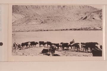 Chas. Spencer's ox team at San Juan River placer operation.  Spencer's camp, Mile 38