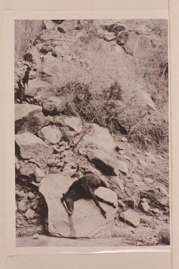 The death of "Tropic."   Zeke Johnson's horse fell from cliff above