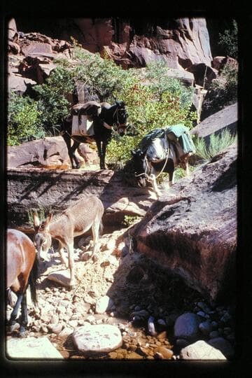 Packs down trail in Black Water Creek