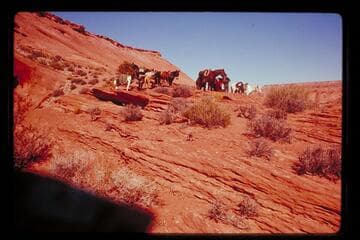 Stock at top of trail between Bald Rock and Cha